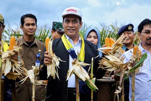 Mentan Optimis Kalimantan Jadi Penyuplai Jagung Nasional 