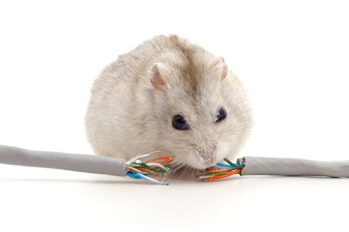 4 Cara agar Kabel di Rumah Tidak Dimakan Tikus