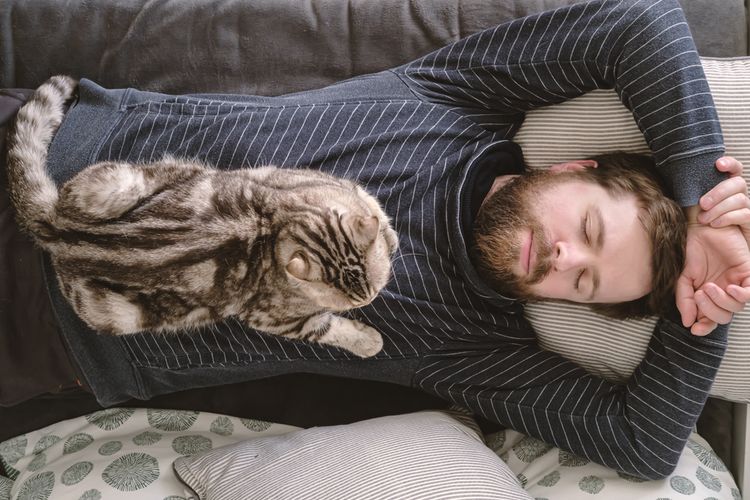 Ilustrasi kucing tidur di atas tubuh pemiliknya. 