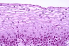 Histologi, Ilmu yang Mempelajari Tentang Sel Makhluk Hidup