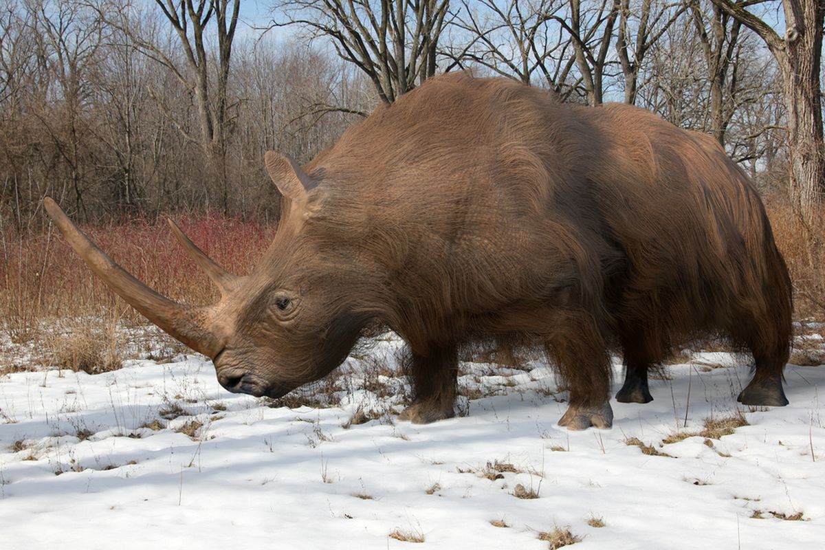 Ilustrasi badak berbulu (Woolly Rhinoceros) dari zaman es terakhir.