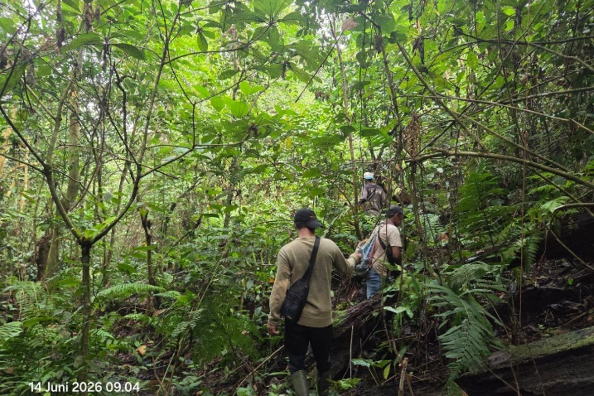 Petugas HCV sedang berpatroli untuk mendokumentasikan kondisi di kawasan hutan lindug pada Minggu (14/6/2026).