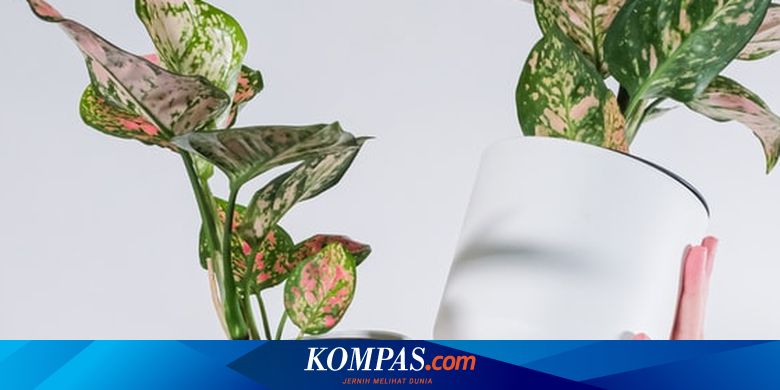 4 Tips Agar Aglonema Cepat Bertunas