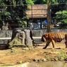 Detik-detik Menegangkan Harimau Kebun Binatang Serulingmas Nyaris Lepas dari Kandang