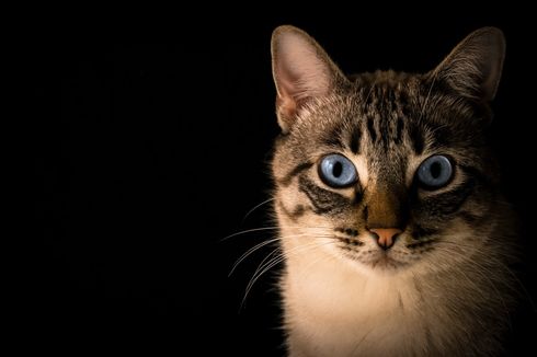 Bukan Mistis, Ini Alasan Mata Kucing Bersinar Saat Kondisi Gelap