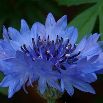 Ilustrasi bunga Bachelor Button atau blue cornflower. 