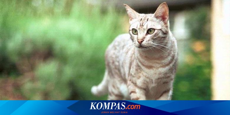Perkembangan Kucing Liar Tak Terkendali Pdhi Sterilisasi