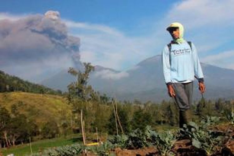 Petani memeriksa lahan sayur di Bondowoso, Jawa Timur, dengan latar belakang letusan Gunung Raung, 13 Juli 2015. Sekitar 900 penerbangan dibatalkan beberapa hari ini akibat letusan Gunung Raung.