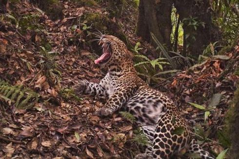 Macan Tutul Jawa yang Ditemukan Terluka di Saung Petani Ciwidey Akhirnya Mati