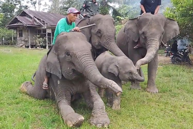 Gajah sumatera di PLG Sebanga, Kecamatan Pinggir, Kabupaten Bengkalis, Riau, beberapa waktu lalu.