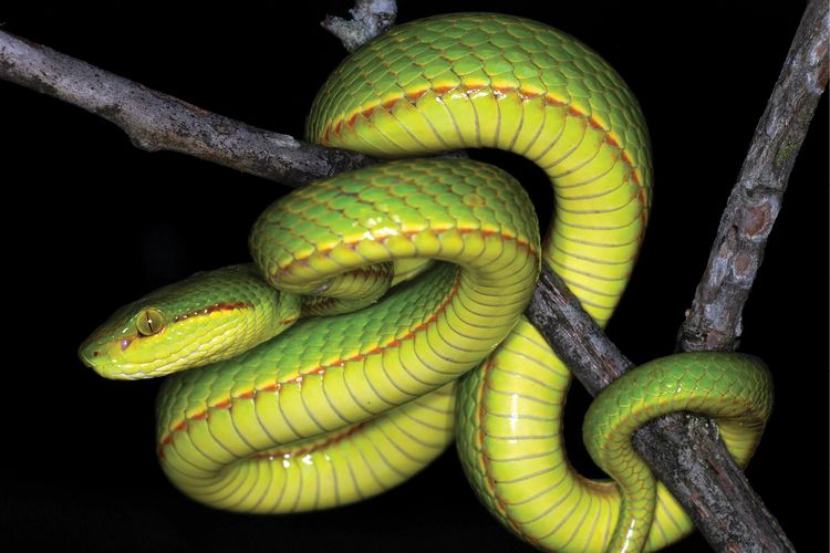 Spesies baru ular viper hijau bernama Trimesaurus salazar, yang terinspirasi dari nama penyihir Salazar Slytherin di serial Harry Potter.