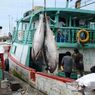 8 Daerah Penghasil Ikan Terbesar di Indonesia, Maluku Utara Menyimpan Potensi Ikan Tuna yang Belum Tergarap