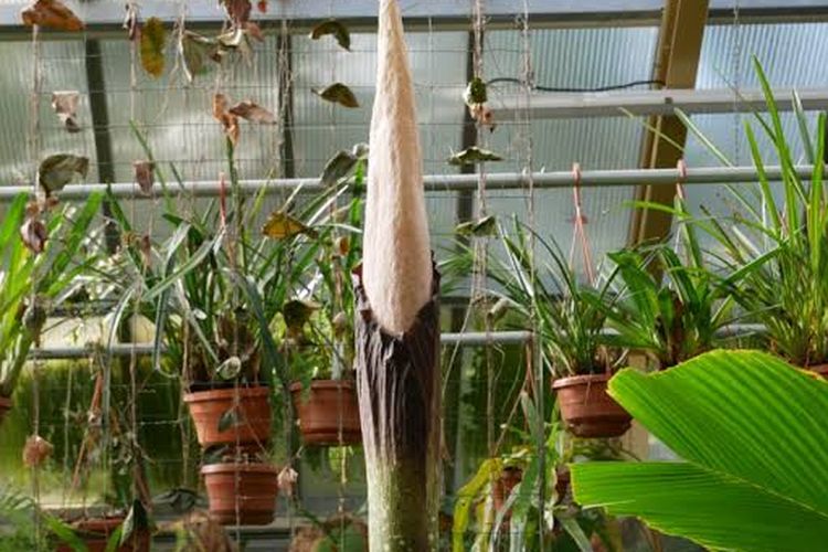 Penis Plant di Universitas Leiden.