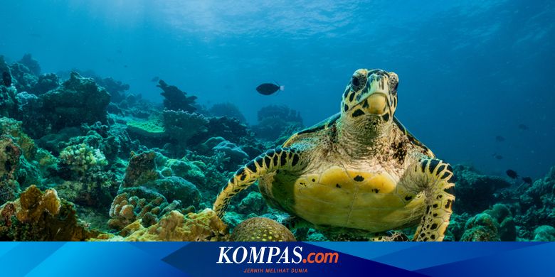Studi Temukan Sarang Penyu yang Lebih Kecil di Pantai Florida - Vimarsana News