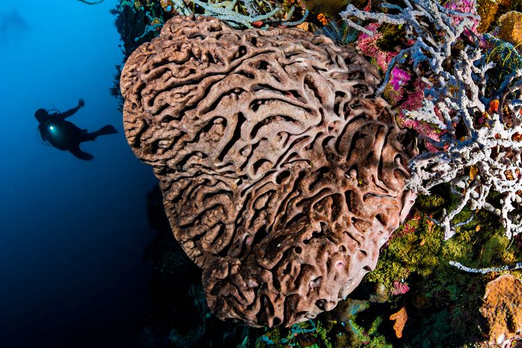 Koral Salvador Deli atau Salvador Dali Sponge di bawah laut Gorontalo