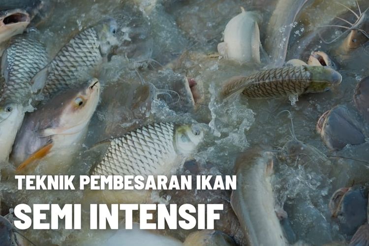 Mengenal Teknik Pembesaran Ikan Semi Intensif 