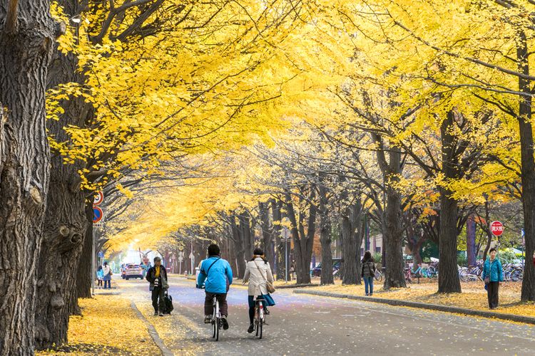 Suasana musim gugur di Hokkaido, Jepang.