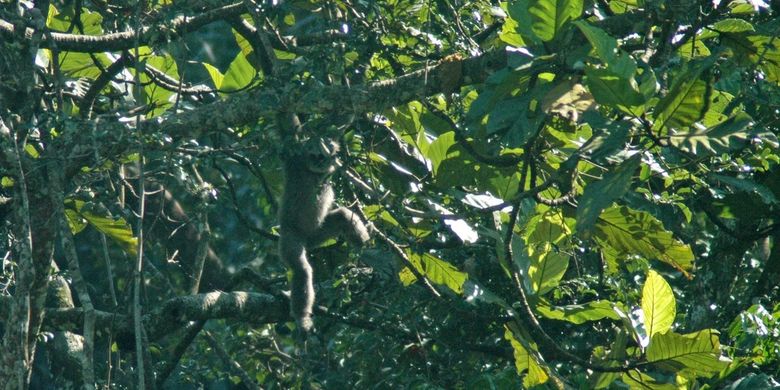 Tim Eksplorasi Sanggabuana Conservation Foundation (SCF) berhasil mengidentifikasi 140 jenis burung dan 5 primata di Penggunungan Sanggabuana, Jawa Barat.