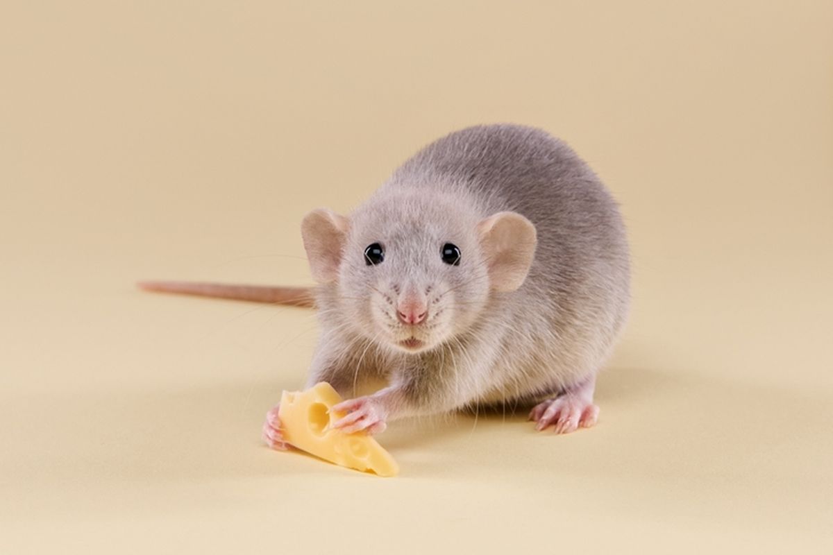 Ilustrasi tikus dan keju. Apakah tikus benar-benar suka keju, seperti digambarkan dalam film kartun Tom and Jerry, ternyata adalah mitos belaka. Keju ternyata bukan makanan favorit tikus.