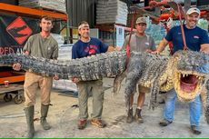 Aligator Seberat 364 Kg Ditangkap di Sungai AS, Pecahkan Rekor
