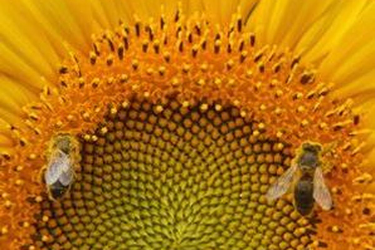 Dua ekor lebah sedang bertengger di bunga matahari.