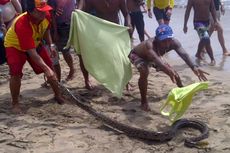 Ada Ular Piton di Pantai Kuta, Wisatawan Berhamburan