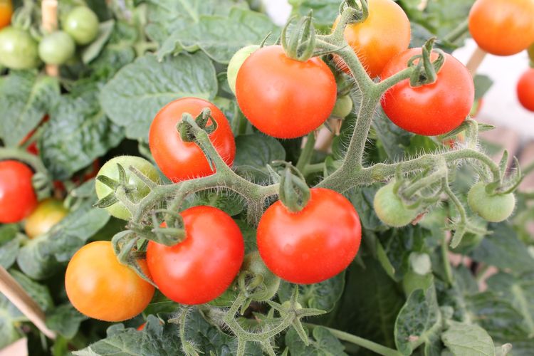 Ilustrasi tanaman tomat, tanaman buah tomat. 