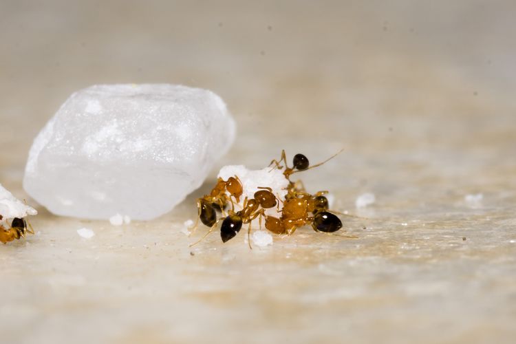 Cara mengusir semut dengan bahan alami