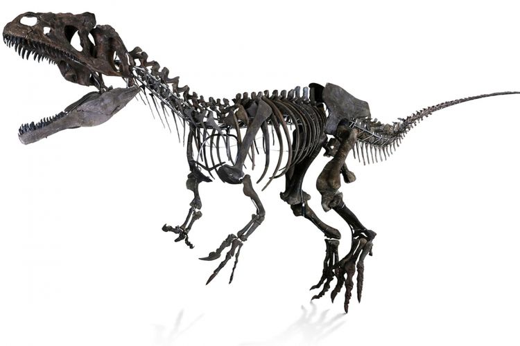 Fosil dinosaurus misterius