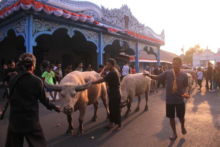 Kerbau bule atau kebo bule yang dikeramatkan di Keraton Kasunanan Surakarta. 