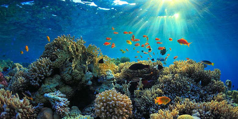 Ilustrasi ekosistem terumbu karang.