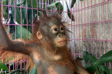 Jual Orangutan 