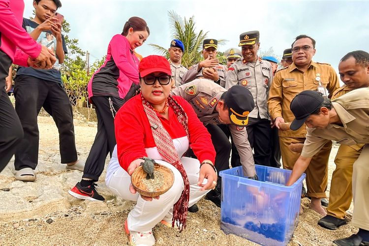 Penyu Sempat Bikin Jejak Palsu, Puluhan Tukik Kini Menetas di Pantai Wediombo Gunungkidul