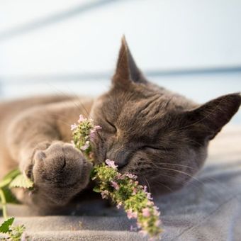 Ilustrasi kucing mengedus tanaman catnip