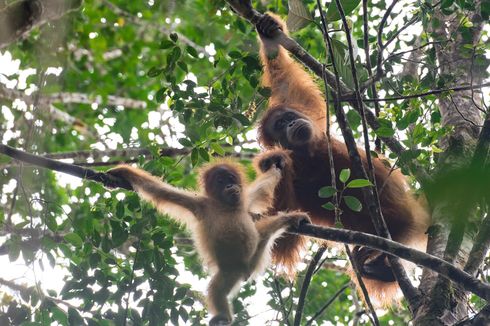 Orangutan Tapanuli Perlu Dilindungi, Mengapa?