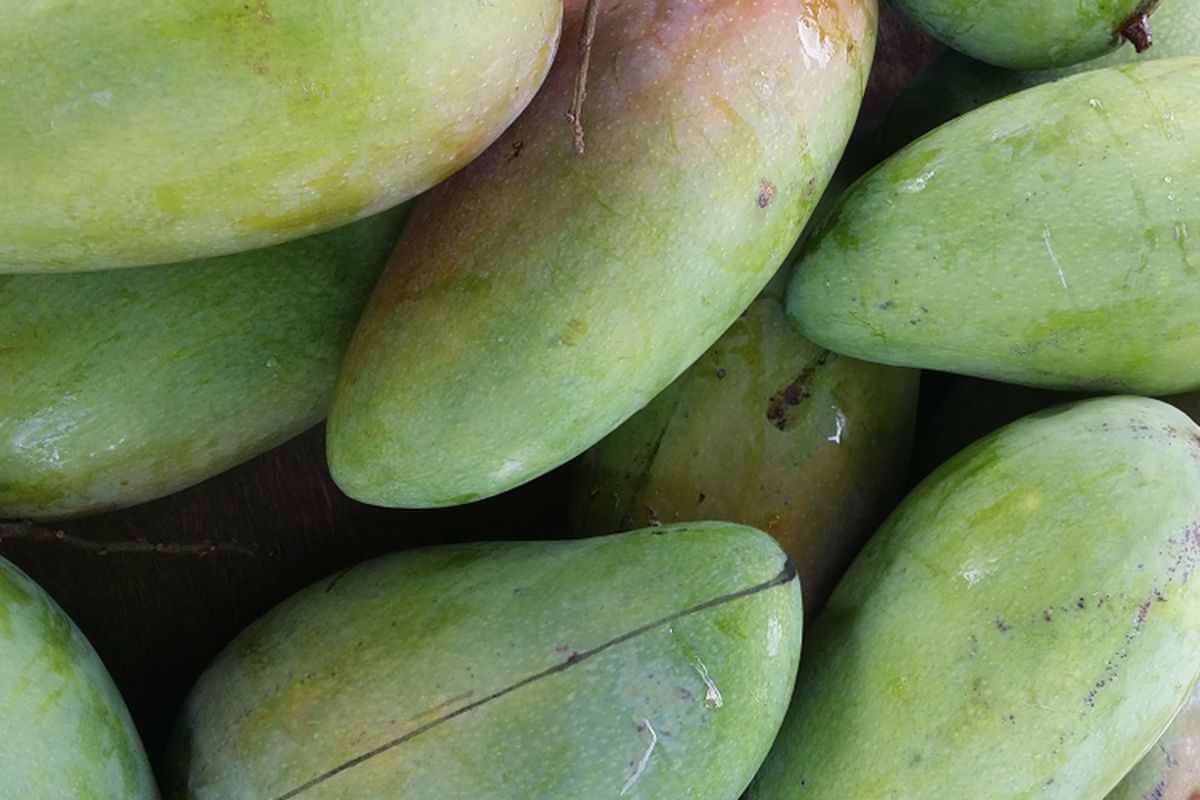 Ilustrasi mangga kiojay, varietas mangga unggul yang berasal dari Thailand.