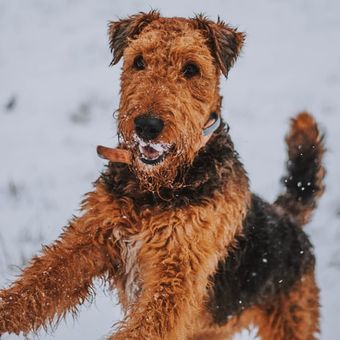 Ilustrasi anjing Airedale terrier