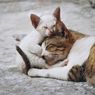 Berbagai Penyebab Kucing Tega Memakan Anaknya 
