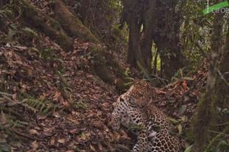 Macan tutul jawa (Panthera pardus melas) terekam oleh kamera jebakan di Taman Nasional Gunung Halimun Salak, Jawa Barat, 1 November 2012.