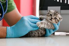 5 Penyakit yang Umum Diderita Anak Kucing