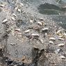 Banyak Ikan Mati di Kali Ancol, Sudin LH Jakarta Utara Sebut karena Cuaca Panas