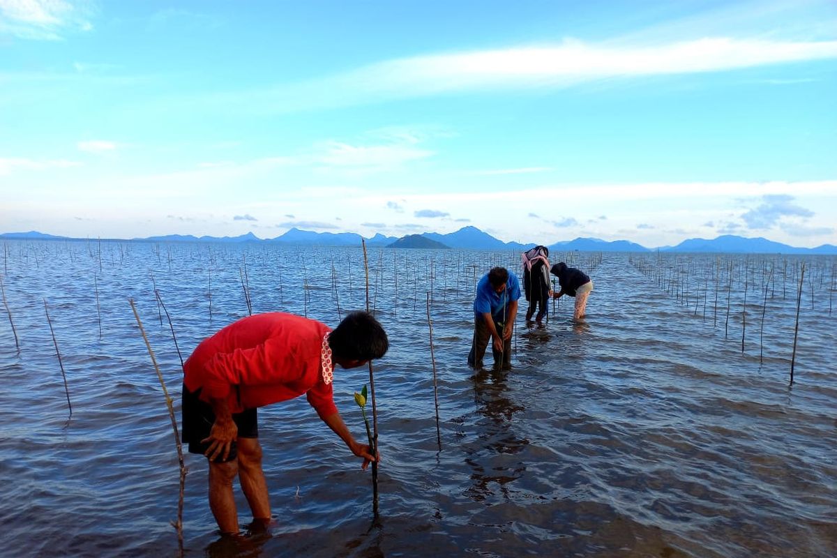 Salah satu upaya penanaman ajik atau bibit mangrove oleh Badan Restorasi Gambut dan Mangrove (BRGM).