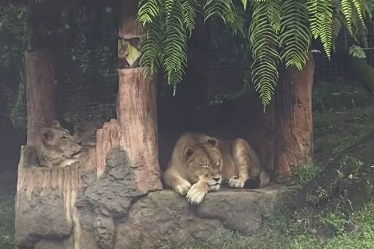 Tangkapan layar potret singa yang berada di kawasan Taman Safari Bogor, saat pengunjung turun dari mobil di area Satwa dalam video yang diunggah oleh @radendim.