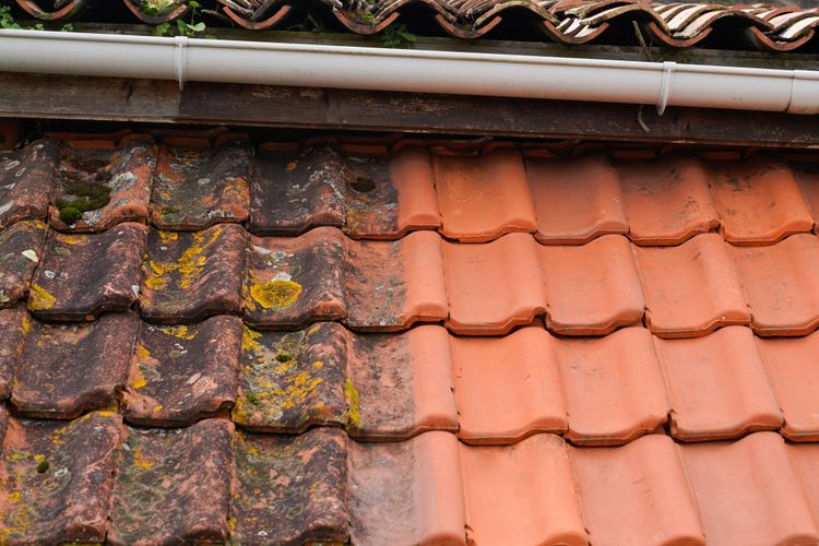 Ilustrasi lumut di atap rumah atau genteng.