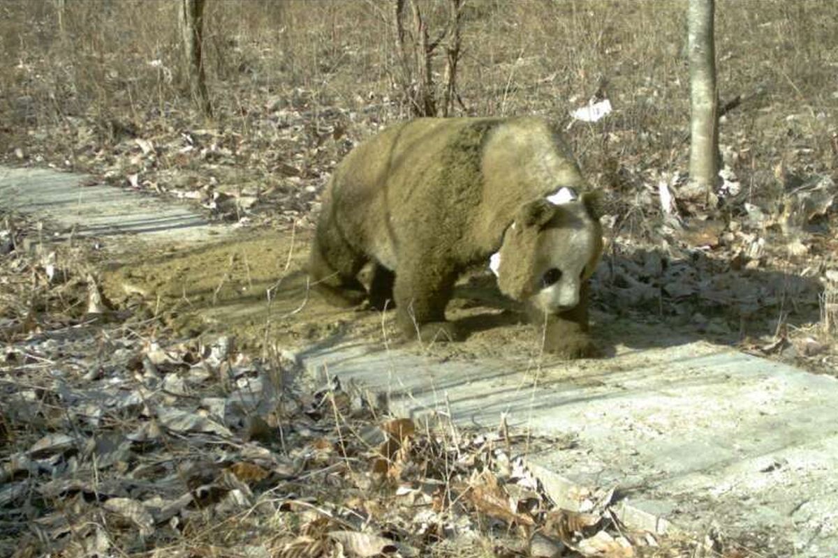Seekor panda tertangkap kamera bergulung di atas kotoran kuda. 