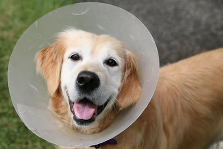 Anjing menggunakan pelindung untuk mencegah menjilati lukanya. 