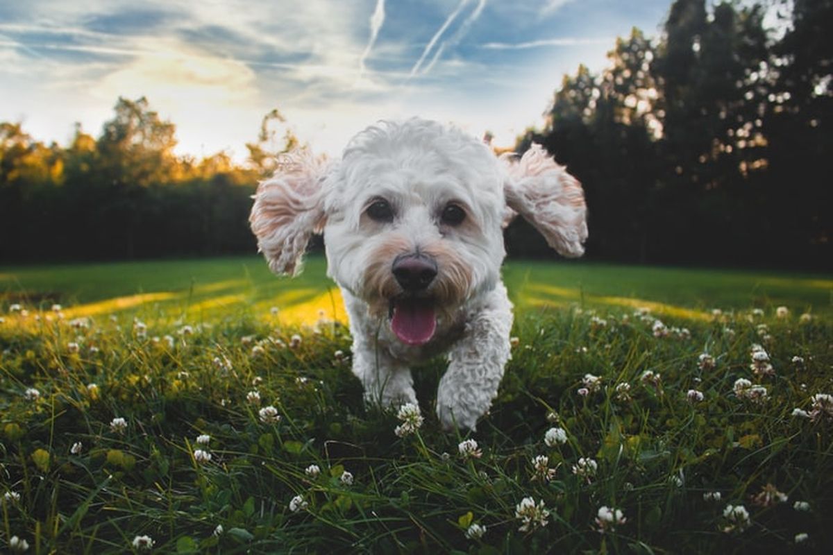 Ilustrasi anjing bermain di taman rumah