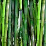 Kandungan Nutrisi Bambu, dari Serat hingga Berbagai Vitamin