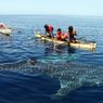 Hiu Paus Muncul Hampir Tiap Hari di Gorontalo, Tanda Konservasi Berhasil