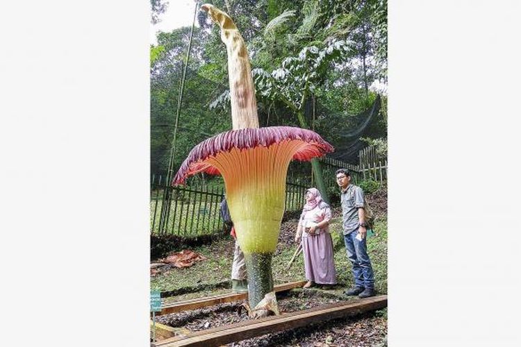 Ilustrasi: Sejumlah pengunjung menyaksikan bunga bangkai raksasa yang sedang mekar di Kebun Raya Cibodas, Jawa Barat. Tinggi bunga bangkai tersebut mencapai 3,735 meter dan memecahkan rekor bunga bangkai tertinggi di Indonesia.